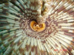 Magnificent Feather Duster photographed at Pelican Island... by Mo Sallah 